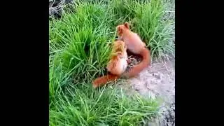 Квартиранты наши))