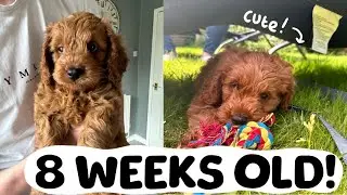 BRINGING HOME MY 8 WEEK OLD COCKAPOO PUPPY!  🐶