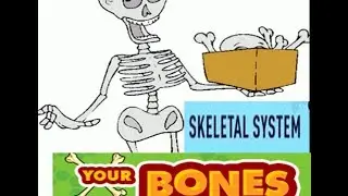 Skeletal System Functions for kids
