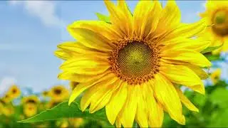 Amico Caro   -  Music & Lyrics by GRAZIANA TASSI