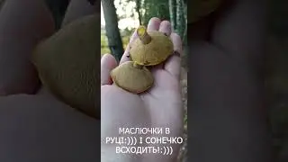 Рано вранці. Тримаю у руці гриби маслюки! #shorts