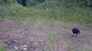 La Biodiversité mondevillaise se dévoile ! Corneille