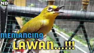 Nembak Memancing Lawan !! Pleci Gacor