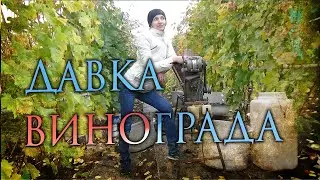 Давка винограда на самодельном приспособлении.