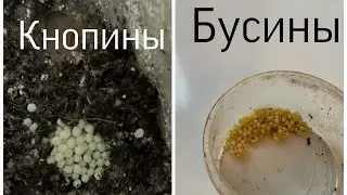 В чём разница яиц Буси и Кнопы(Улитки Буся и Кнопа)