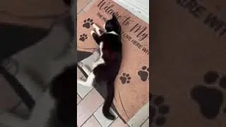 ZORRO’S Breathing…She needs Immediate Surgery