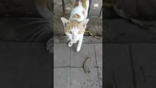 Cat Running Fast to meet Human Friend