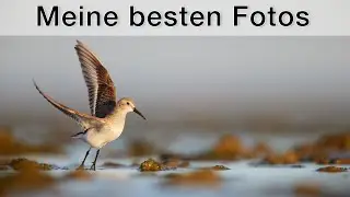 What a year! My most impressive experiences and nature photos from 2022