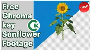Sunflower Green Screen Footage | Free Chroma Key Plant