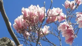Tree with Pink Petals on Flowers