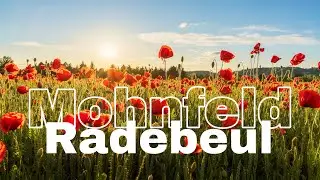Mohnfeld bei Radebeul