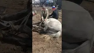подрека копыт дикой лошади
