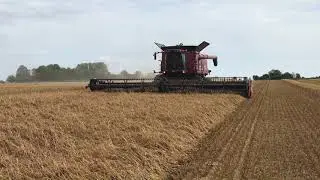 Høst 2017. Case 9230 høster havre.