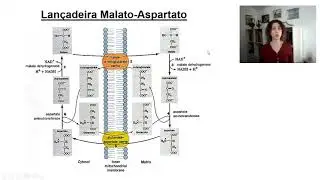 Lançadeiras, neoglicogênese e metabolismo do álcool