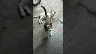 funny cat at my sweet home