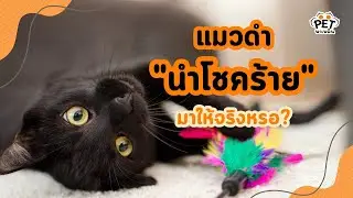 แมวดำ แมวที่ถูกตัดสินด้วยสีตั้งแต่เกิด | นุดรู้ไหม EP.8