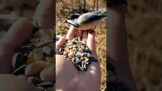 Feeding the Bird 🐦