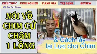Nhất Tiến Lập Nói về Chim chào mào hay chăm 1 Lồng/Cách lấy lại Lực tốt