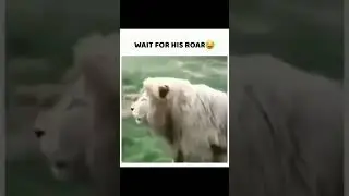 wait for his roar 🤣🤣