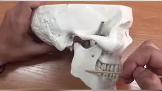 Жевательные мышцы .Анатомия
