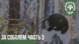 За соболем, часть-3. 2020 год