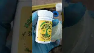 Древесное черенкование гортензии в песке. Экспериментирую в теплице. Продолжение следует...