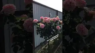 Pruning Standard Roses Is Easy! 