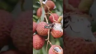 Личи: Король тропических фруктов #seeds #природа #fruit #fruitseeds