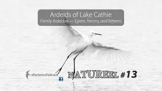 NATUREEL #13: Ardeids of Lake Cathie