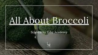 All About Broccoli | Science by Zeba Academy