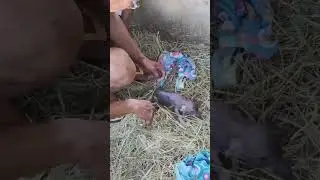 PAANO MANGANAK ANG BABOY? New Born Piglets | Mixed Breed Biik/baboy