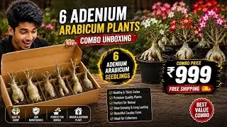 Adenium Arabicum Plant Unboxing 🌱 | Samba Adenium | Malayalam 