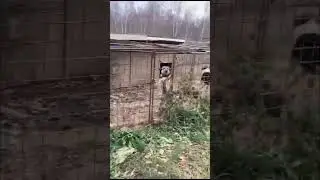 История ротвейлера Джека