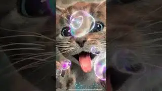 kitten catches soap bubbles 😻😻😻