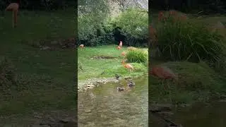 Flamingo in Birdland Bourton-on-the-Water!