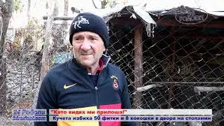 Кучета избиха 50 фитки и 8 кокошки в двора на стопанин!