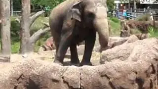o m g  a dancing elephant at bush gardens