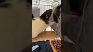Лисичка выгнала зайчика из домика 😂 