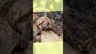Дыня 