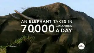 Singtel TV: Discovery Channel is now on Singtel TV - Elephant