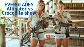 Alligator vs Crocodile show in the Everglades 🐊 X 🐊
