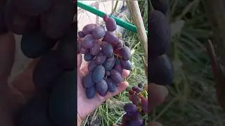 Обработка винограда во время дождей.