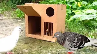 Create A Amazing Bird Trap - Simple Quick Pigeon Trap Make For Cardboard Box