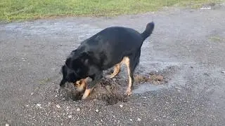 Cali the Rescue Dog: Walks around the Watersports