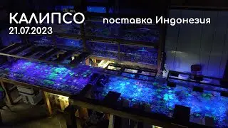 Калипсо  Поставка Индонезия 21 07 2023