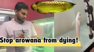 Arowana setup all information | don’t buy without knowing this | அரோவானா வளர்ப்பது எப்படி?? Btaqua