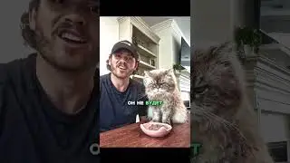 Самый странный кот в мире 😅 И как с ним быть? 