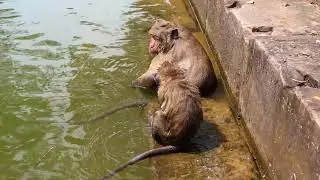 It's monkey Swimming time, Jack and Sweet Pea never stop to make pool party