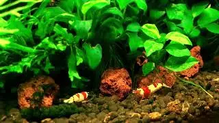 BEAUTIFUL NANO AQUARIUM AQUASCAPE