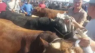 БУКАЛАРНИ ЗУРЛАРИ ЧИКДИ КАРШИ КАРВОН МОЛ БОЗОРИДА